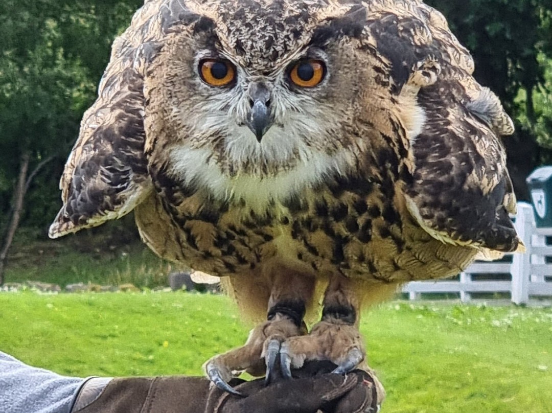 Shieldaig Falconry-盖尔洛赫必去景点