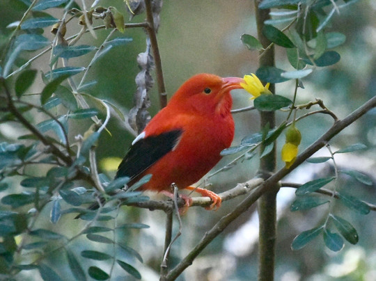 Explore Maui Nature-基黑必去景点