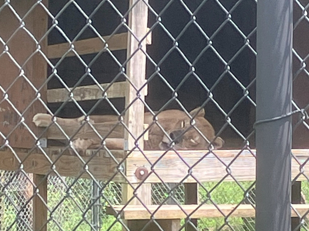 Catty Shack Ranch Wildlife Sanctuary-杰克逊维尔必去景点