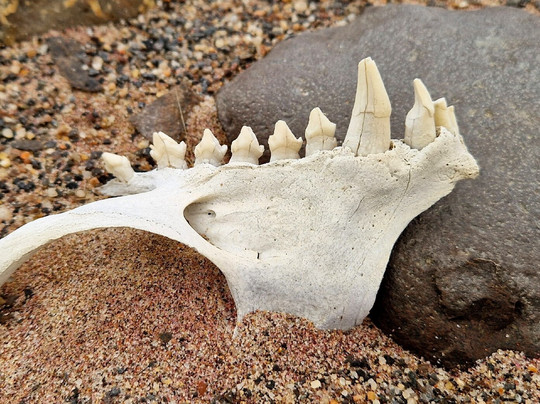 Africa Edge Safaris-华维斯湾必去景点