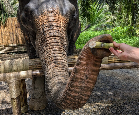 Khao Sok Elephant Conservation Centre-Rommani必去景点