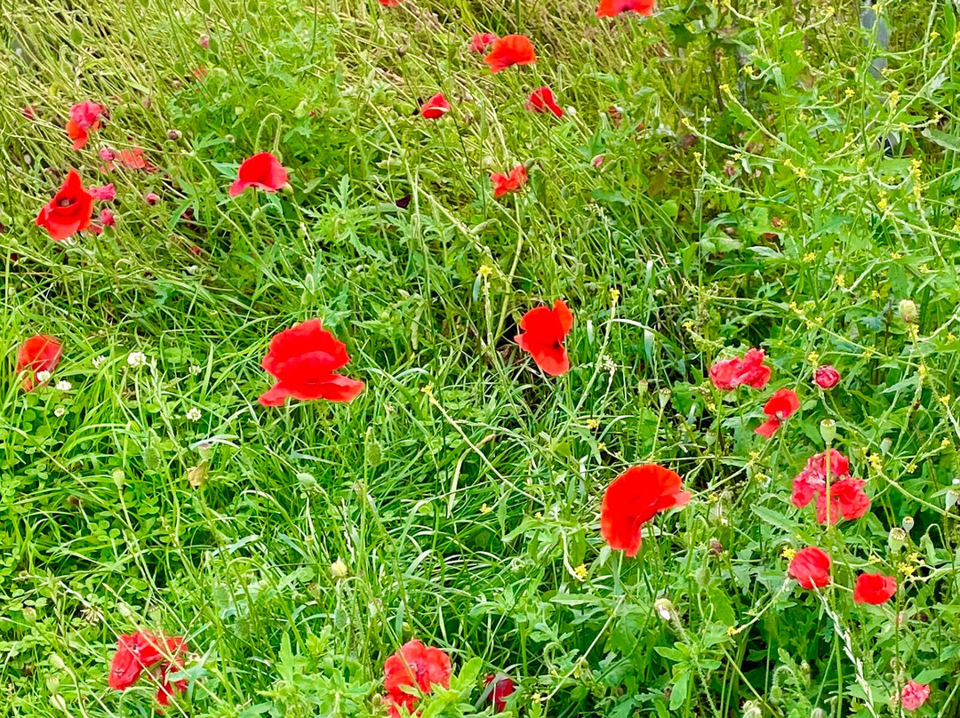 Arbroath Harbour-Arbroath必去景点