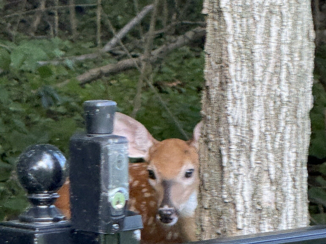 Getaway Inn At Cooper's Woods主图