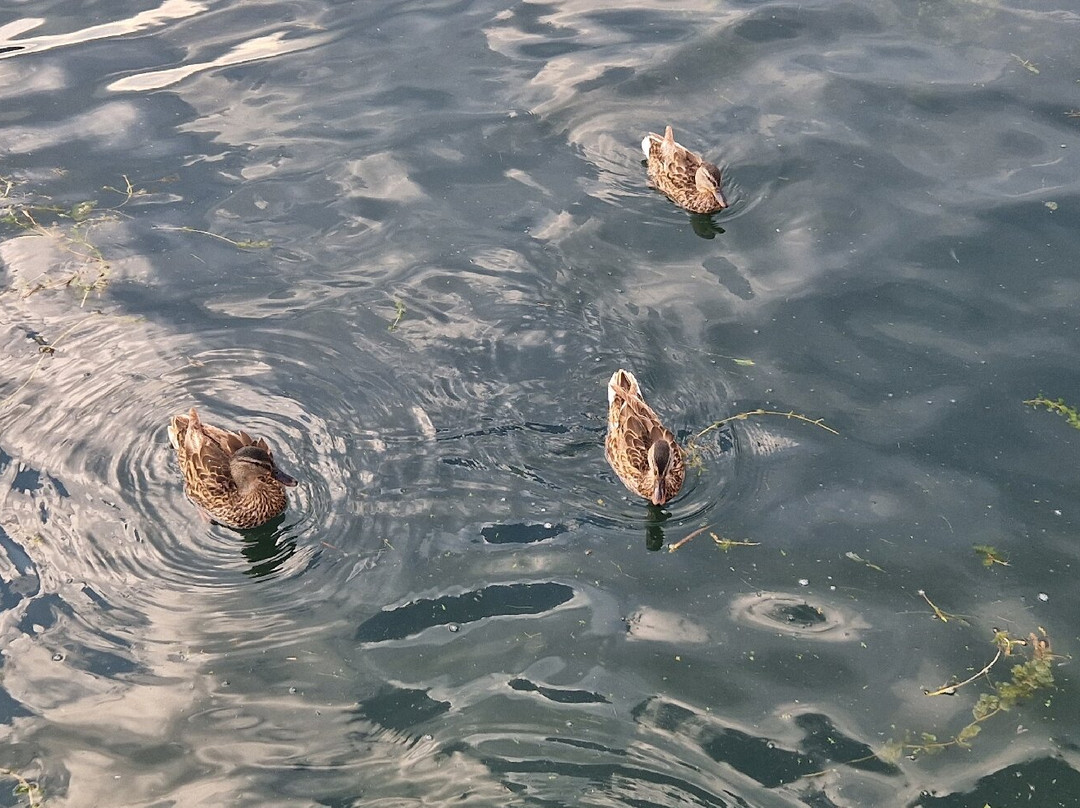 Plav Lake-Plav必去景点