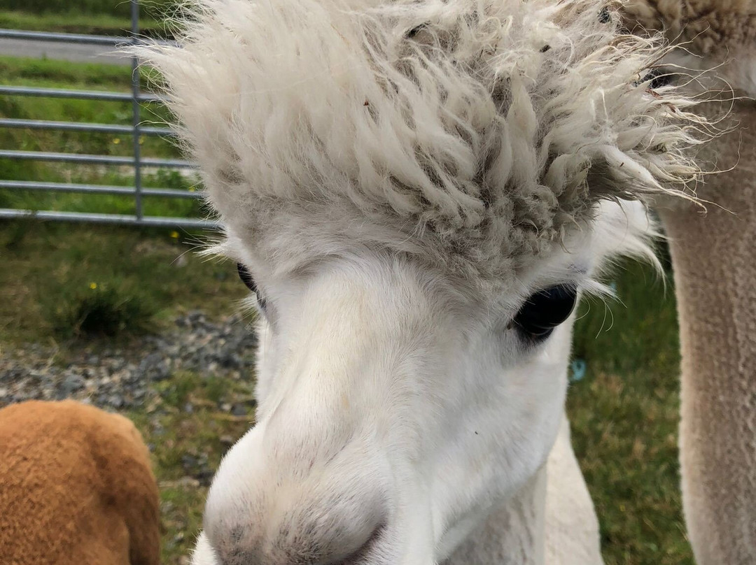 Alpacan - Alpacas of the Outer Hebrides-Isle of Lewis必去景点