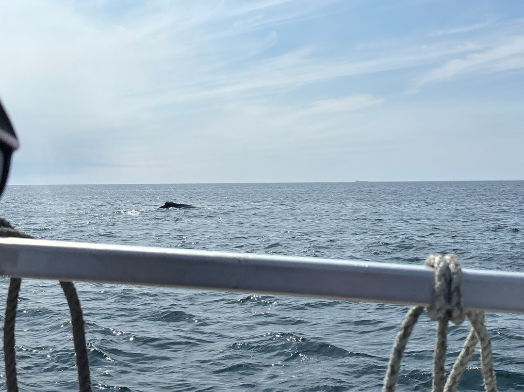 Adventure Bay Whale Watch Co.-Tiverton必去景点
