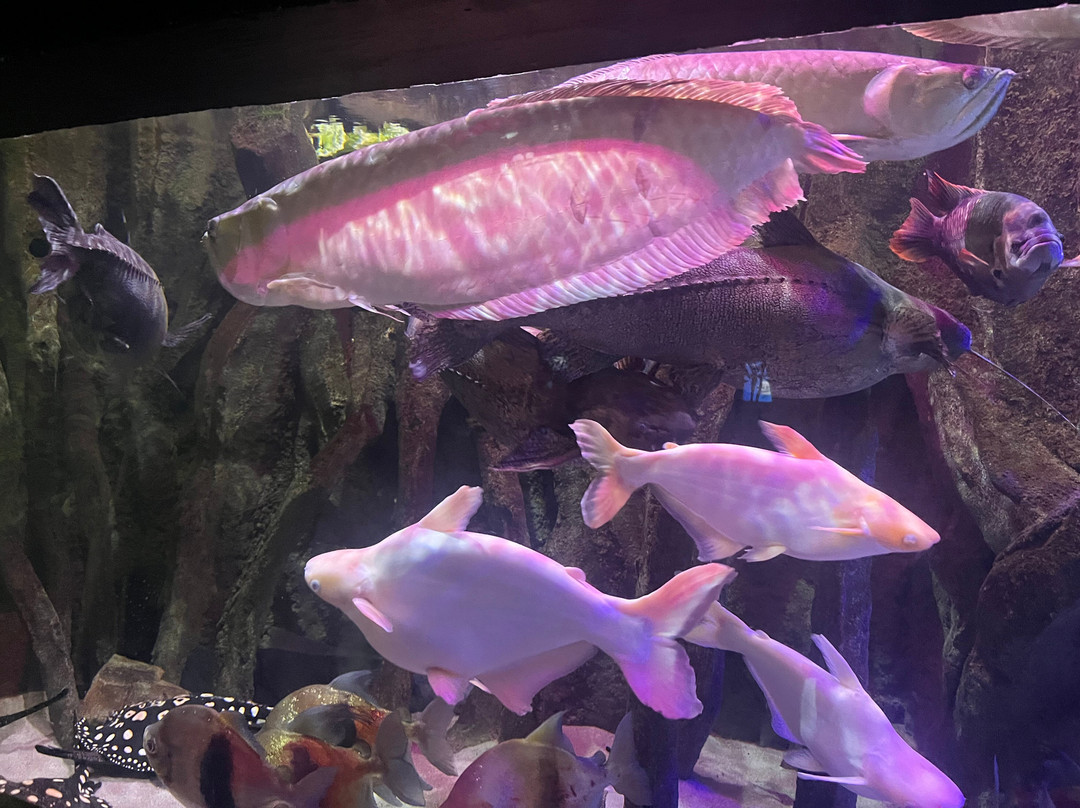 Oceanarium Międzyzdroje-缅济兹德罗耶必去景点