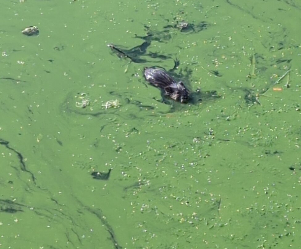 麋鹿岛国家公园-埃德蒙顿必去景点