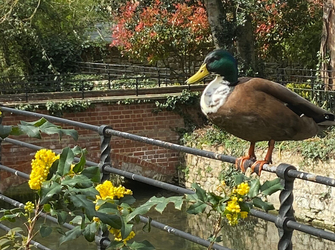 The Cosener's House主图