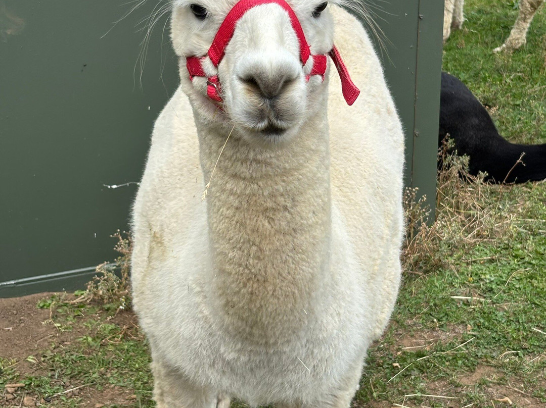 Beacon Alpacas-Husthwaite必去景点