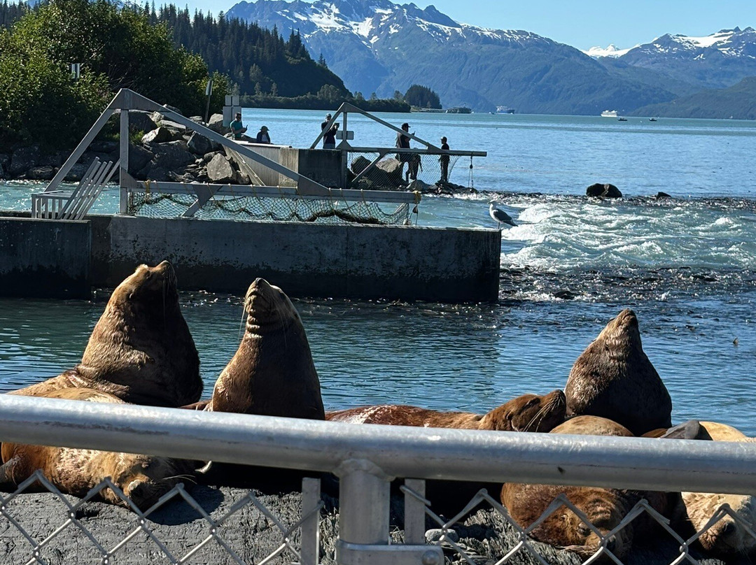 The Solomon Gulch Hatchery-瓦尔迪兹必去景点