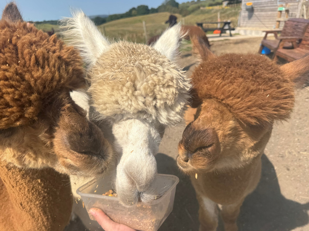 Meadowcroft Farm Alpacas-Bury必去景点
