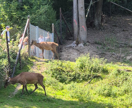 Wildpark Schmidt-Schmidt必去景点