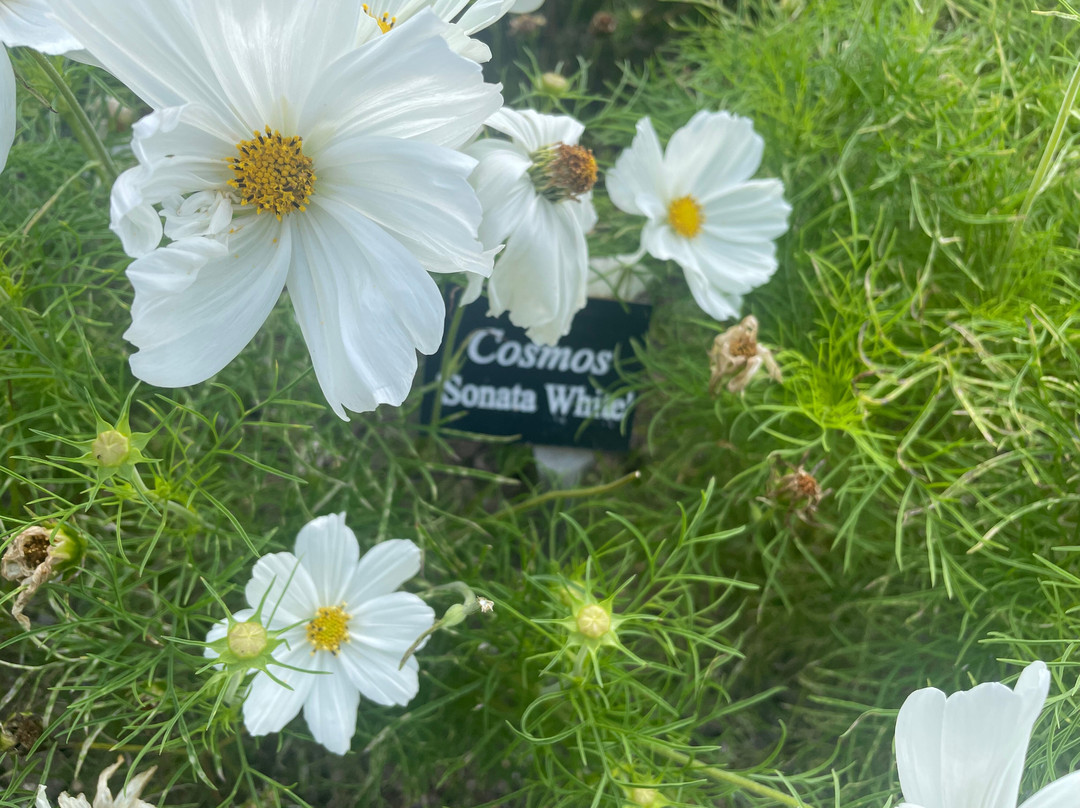 Sir Harold Hillier Gardens-罗姆西必去景点