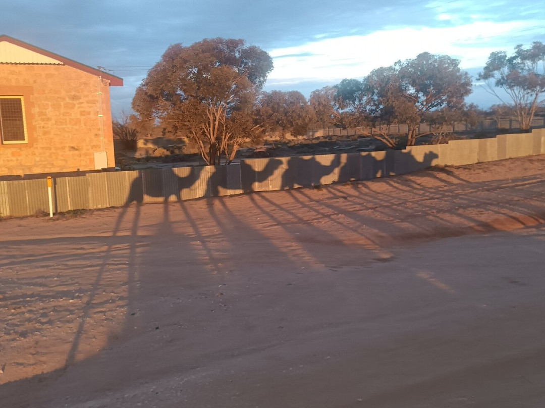Silverton Outback Camels-Silverton必去景点