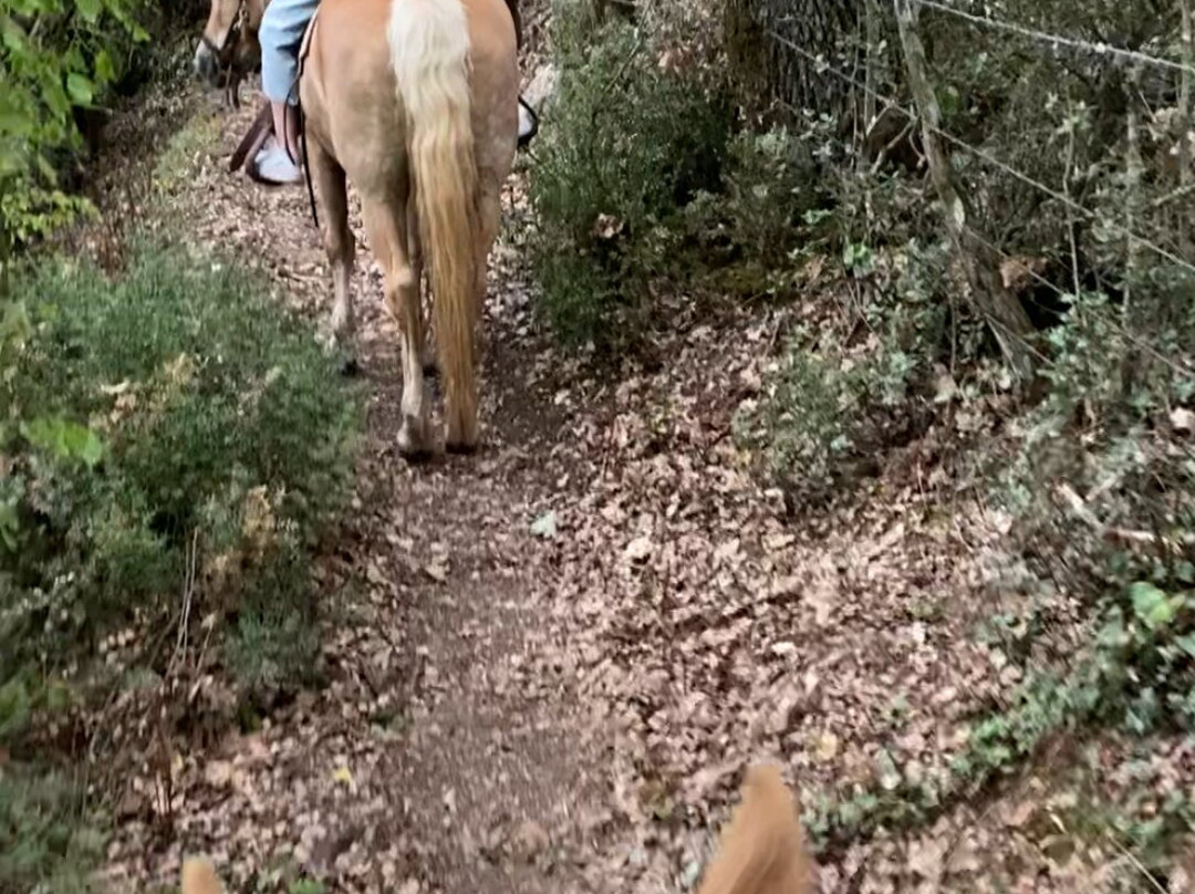 Saloon Park-卡尔派尼西必去景点