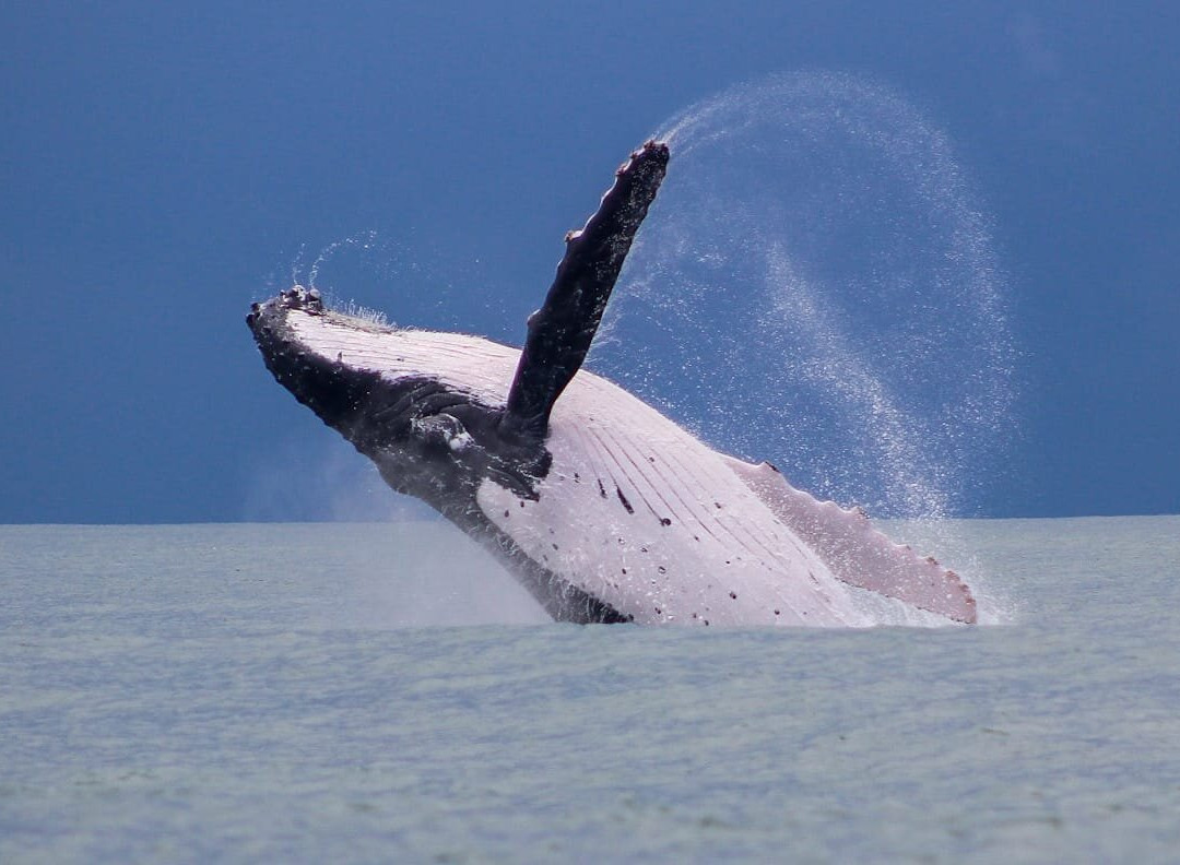 Ballena Aventura-鲸城必去景点