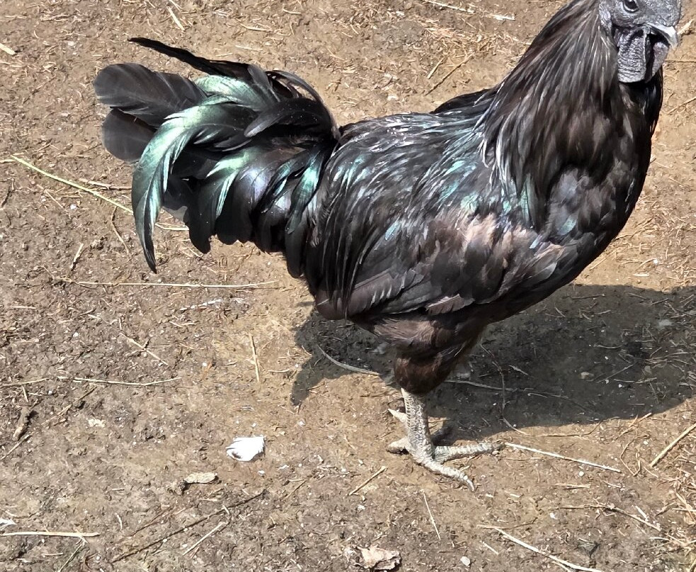 Wildpark Sonnenhalde-Neukirch必去景点