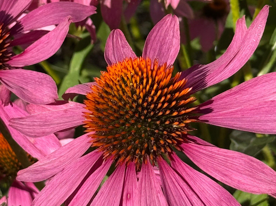 Tartu University Botanical Garden-塔尔图必去景点