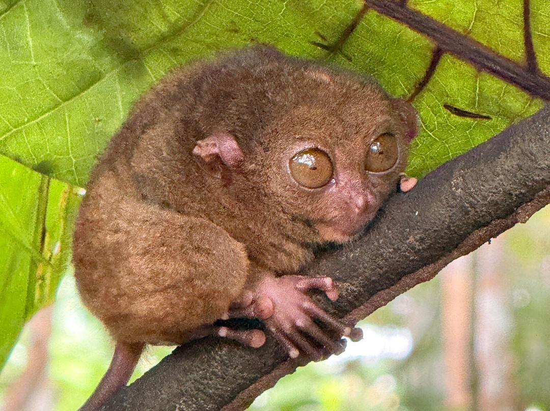 眼镜猴保护区-Bilar必去景点