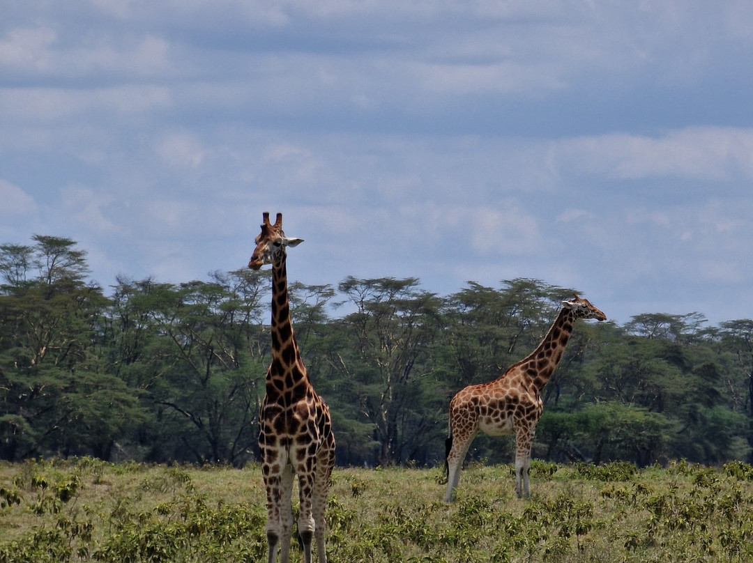 Leopard Orchid Safaris-内罗毕必去景点