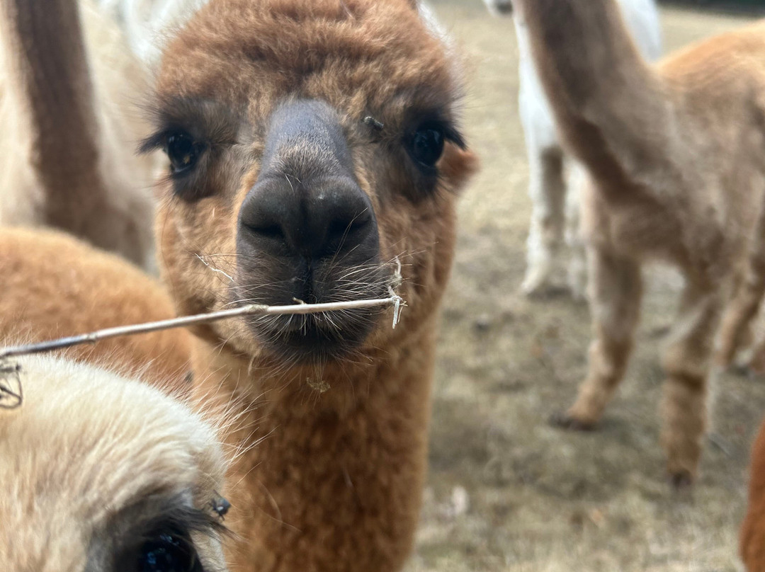 Little Orchard Alpacas-Axminster必去景点