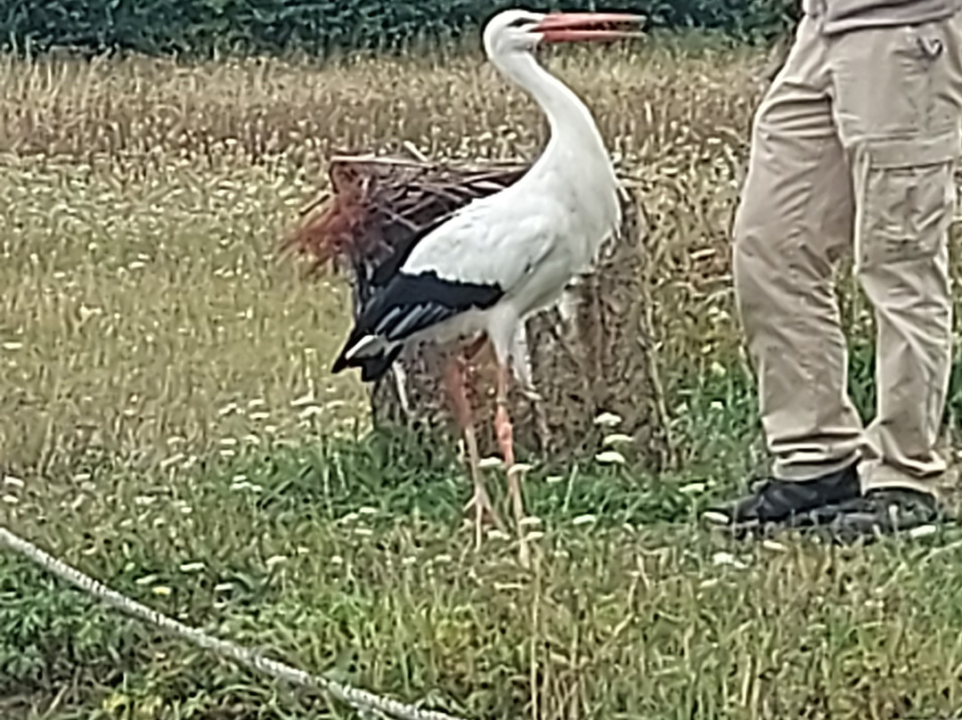 Hawk Conservancy Trust Bird of Prey Centre-Andover必去景点