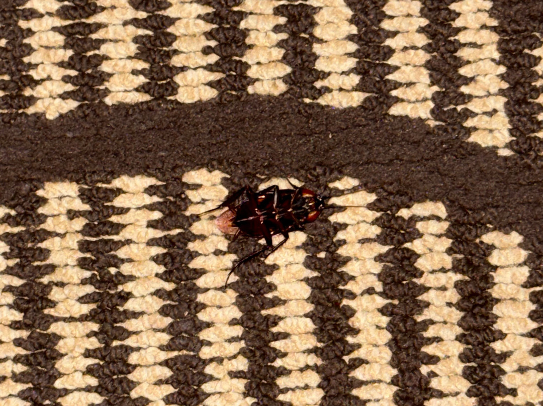 La Quinta Inn & Suites by Wyndham Pasadena主图