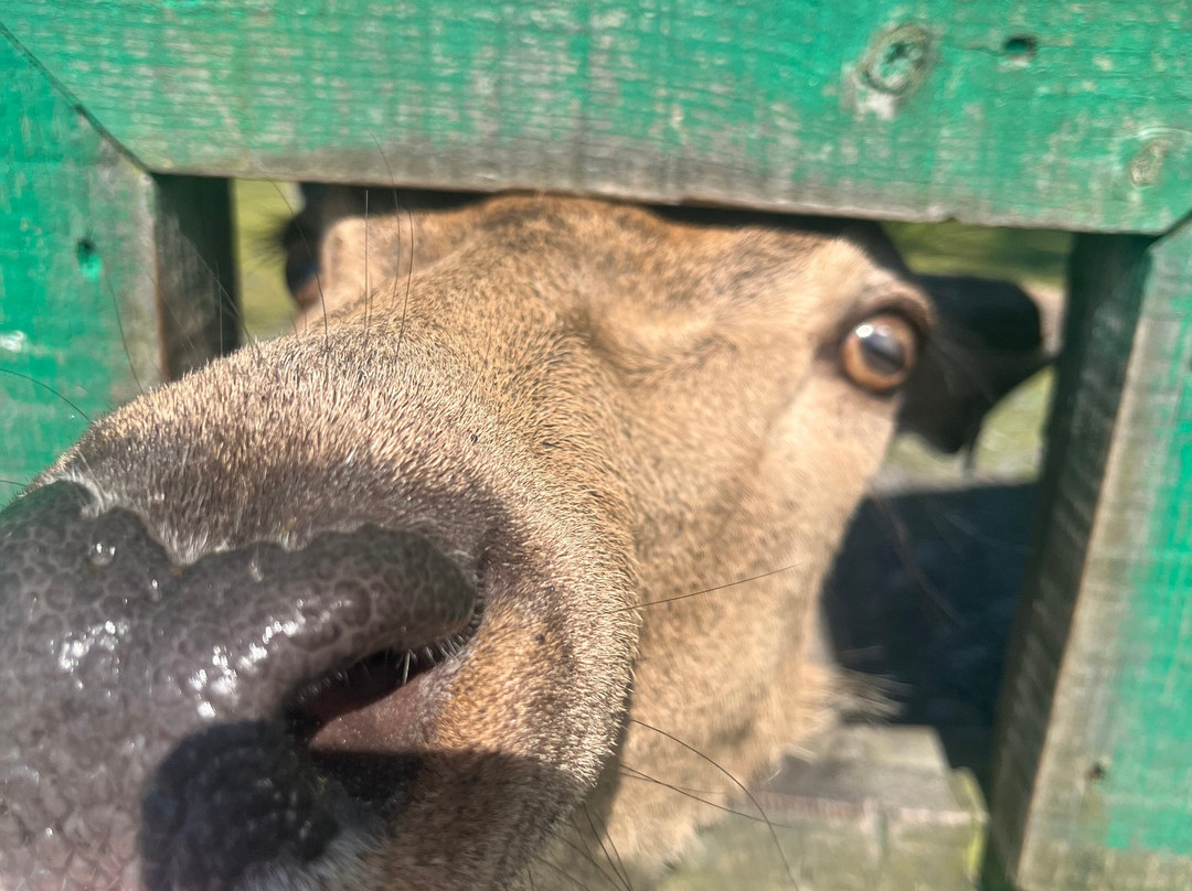 The Galloway Forest Park Red Deer Range-Castle Douglas必去景点