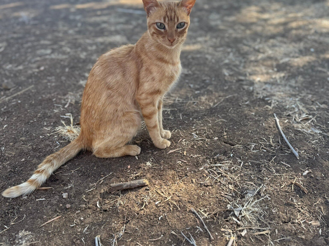 Monte Das Louzeiras-Serpa必去景点