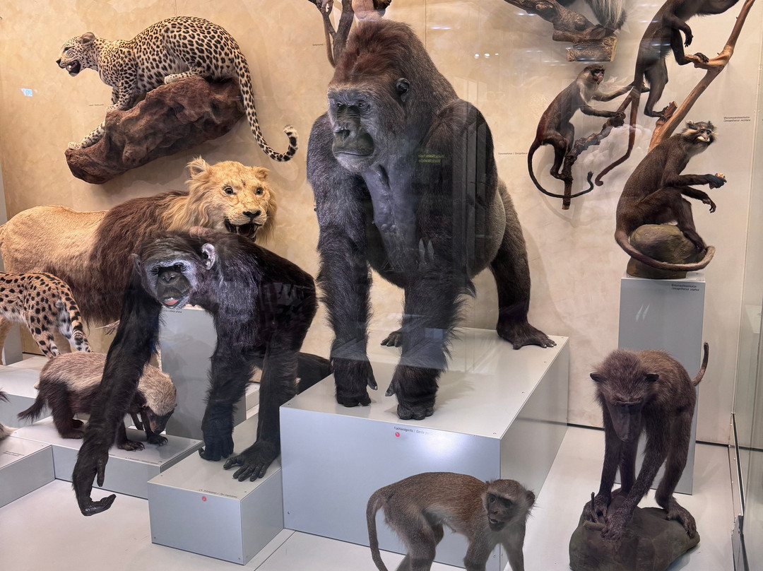 Zoologisches Museum der Universität Zürich-苏黎世必去景点