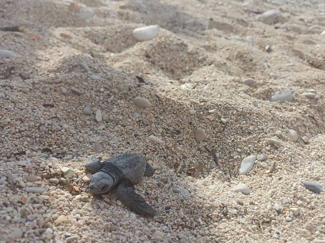 Rovinia Beach-Paleokastritsa必去景点