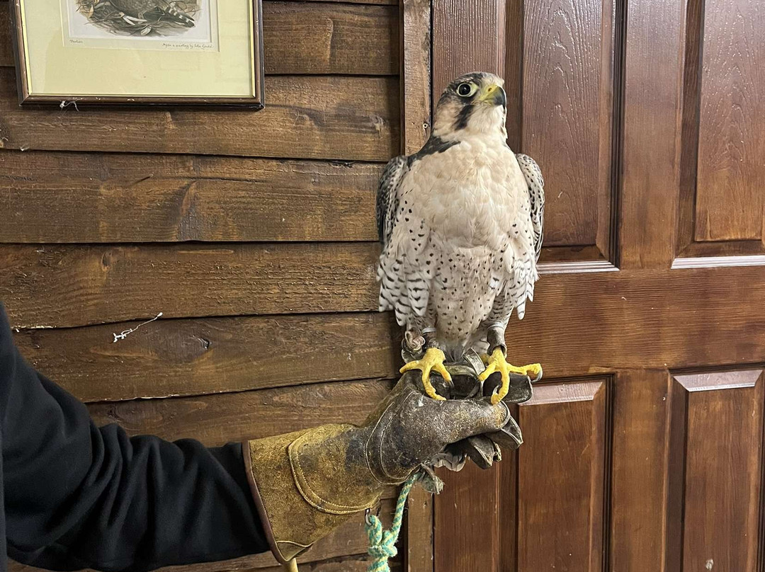Riverside Falconry-纽卡斯尔必去景点