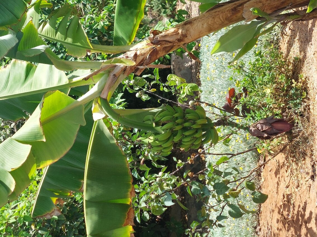 Botanical Park of Maspalomas (El Parque Botanico de Maspalomas)-马斯帕洛马斯必去景点