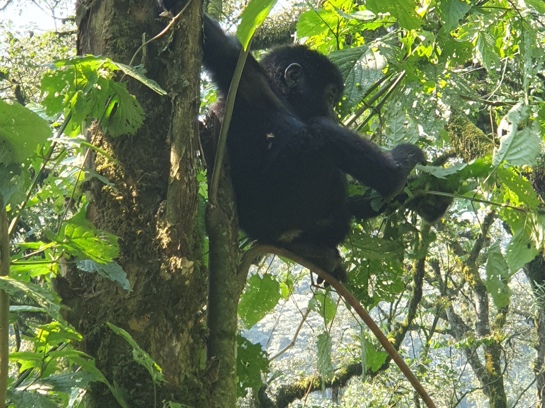 Rwanda Gorilla Trek - Day Tours-Huye必去景点