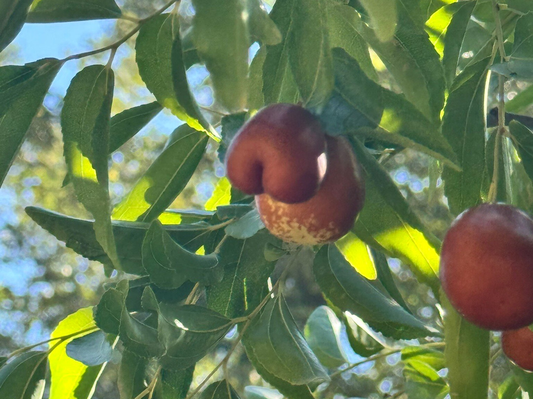 Botanical  Gardens Of Crete-Fournes必去景点