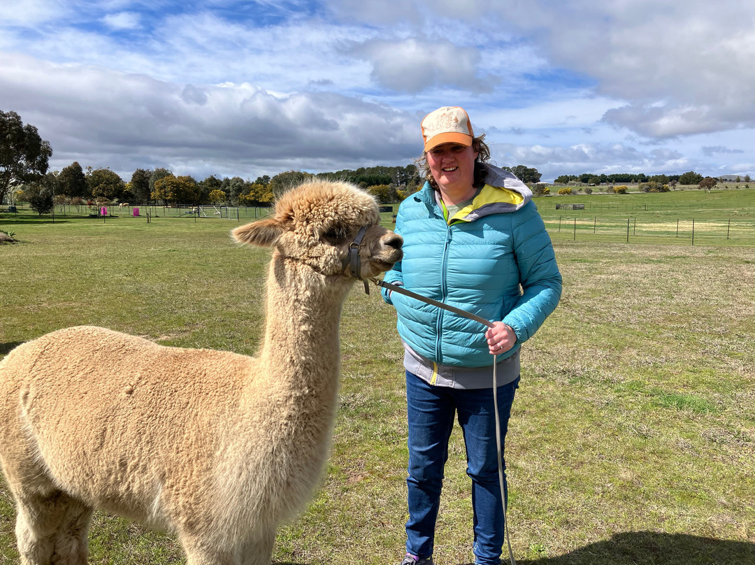 Blackwattle Alpaca Farm-穆任百特曼必去景点