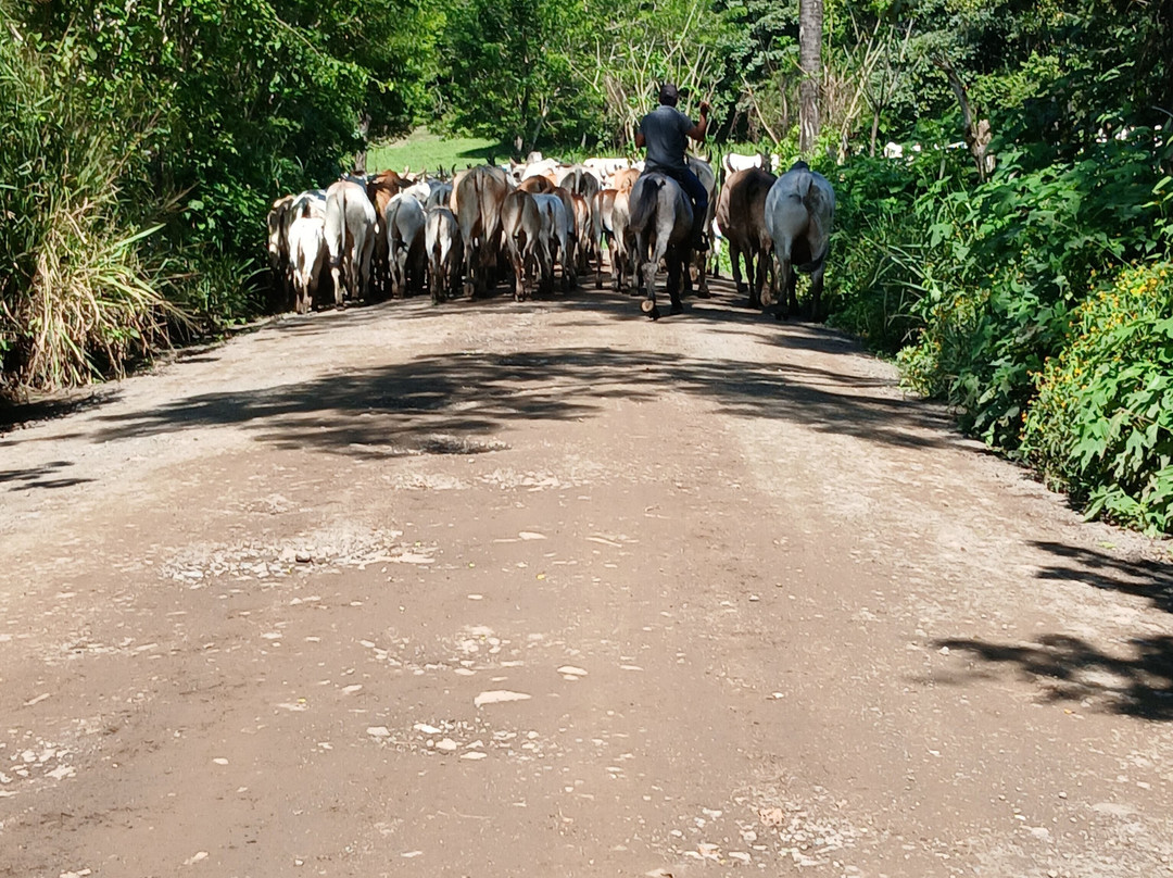 SL1 Rental CR-阿拉辉拉必去景点