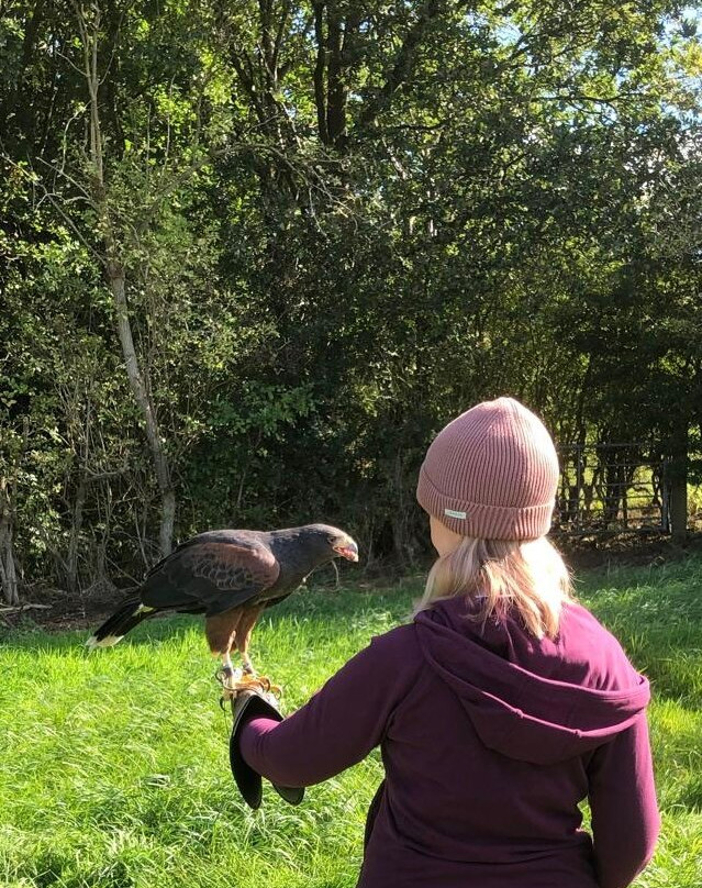 Vale Royal Falconry Centre-Northwich必去景点