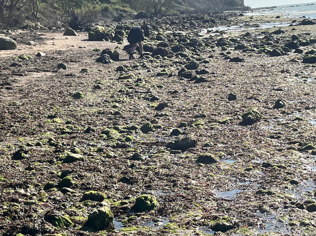 Isle of Wight Fossil Hunts - Island Gems-Godshill必去景点