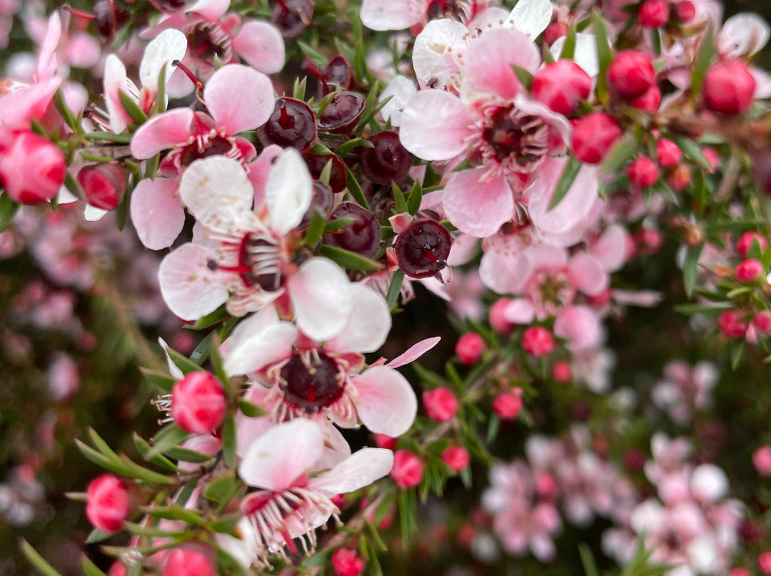 Toora War Memorial-Toora必去景点