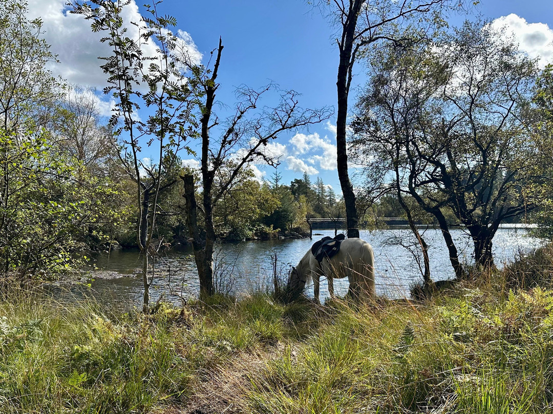 Fell Pony Adventures-温德米尔必去景点