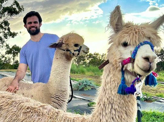 Maui Alpaca-马卡瓦必去景点