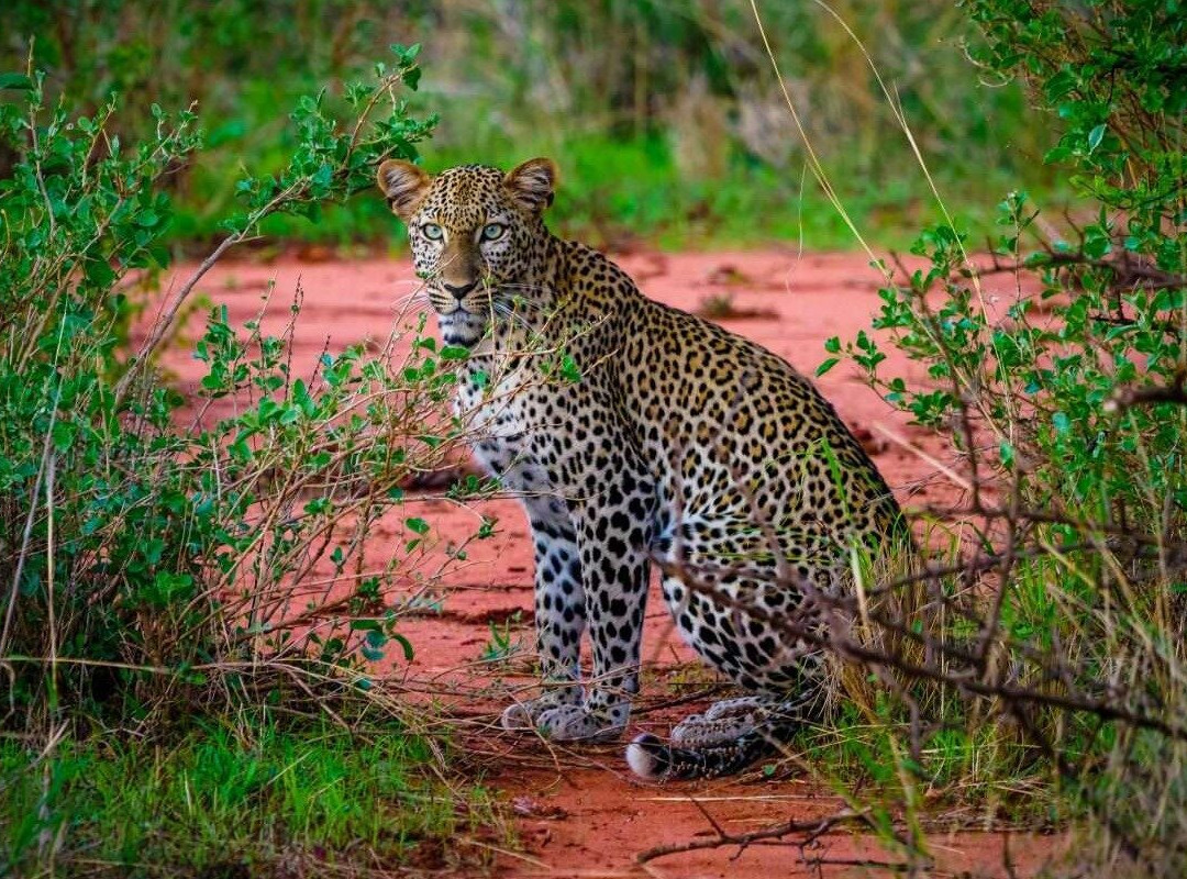 African Beast tours and Safaris