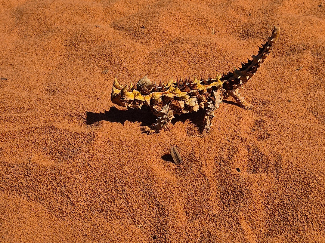 Shark Bay Coastal Tours-德纳姆必去景点