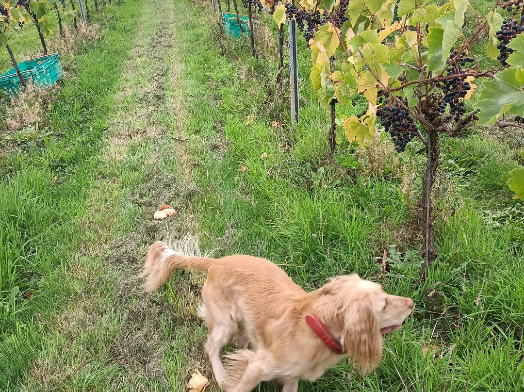Pattingham Vineyard-Pattingham必去景点