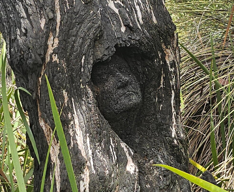 Understory Art & Nature-Northcliffe必去景点