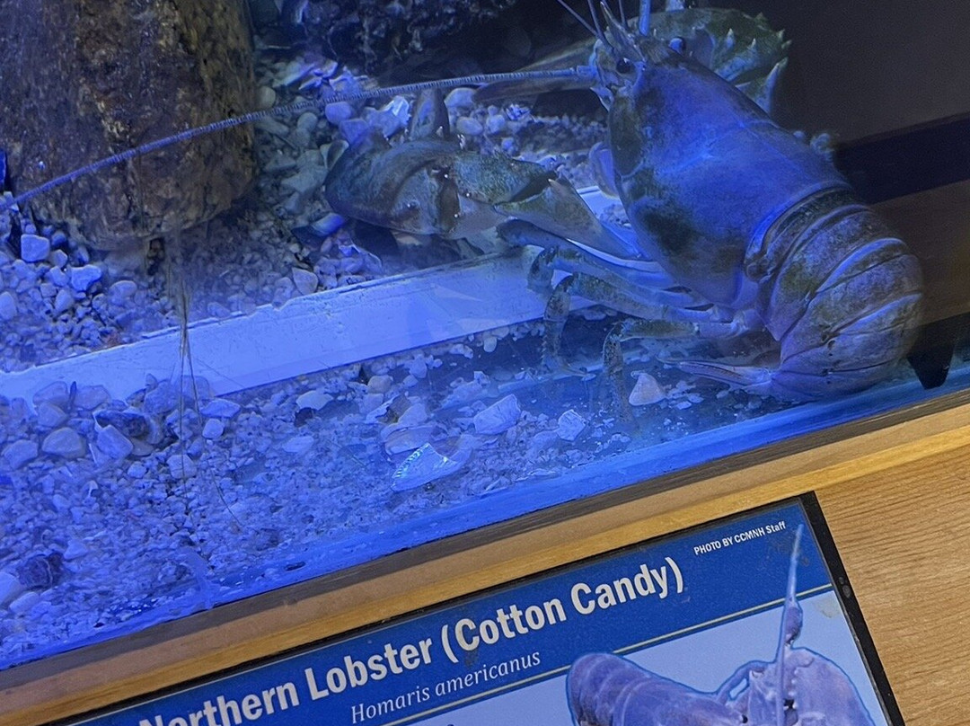 Cape Cod Museum of Natural History-Brewster必去景点