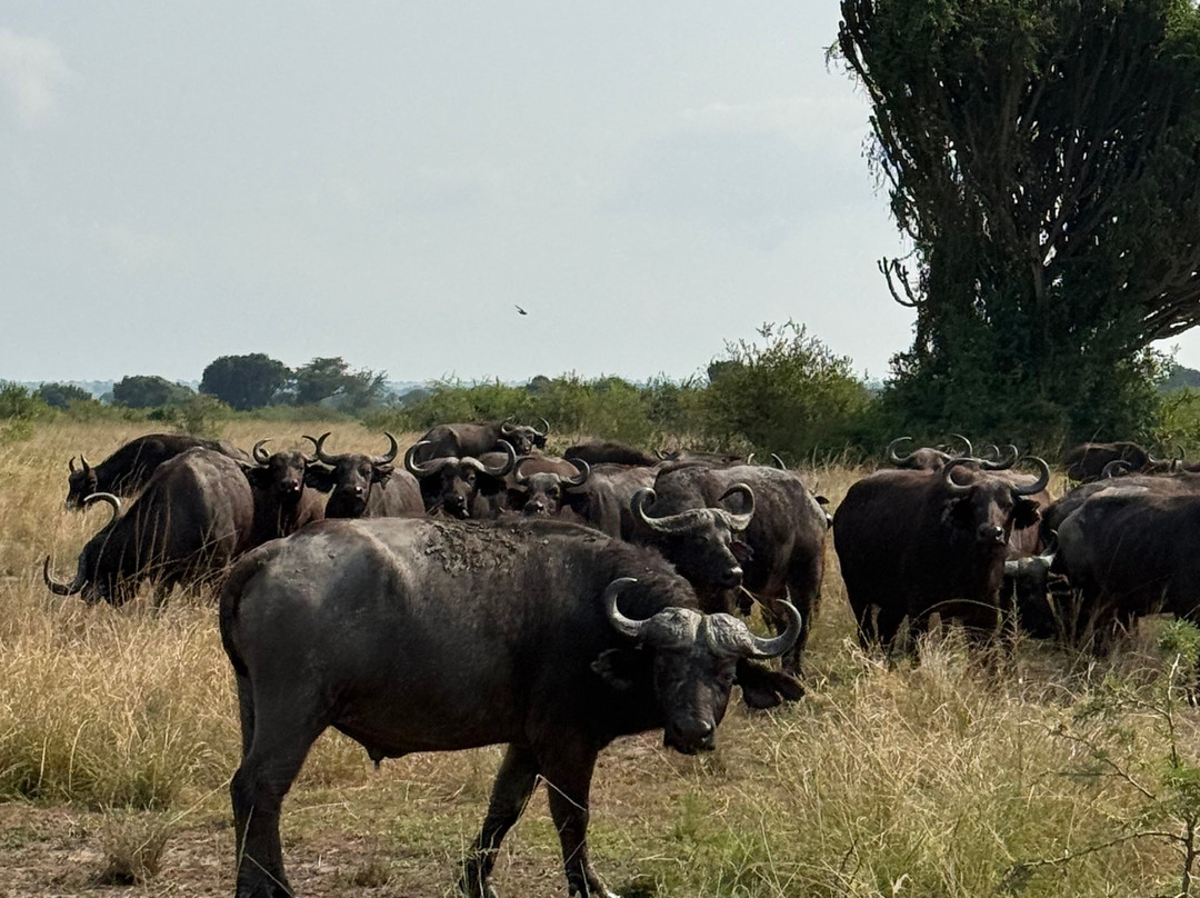 Mamaland Safaris-坎帕拉必去景点