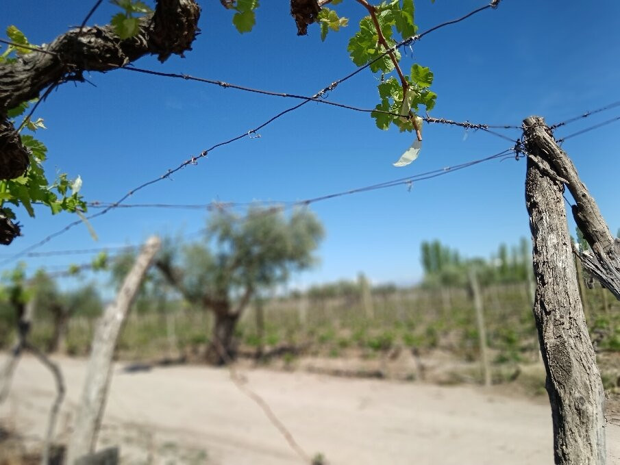 Bodega CarinaE-Maipu必去景点